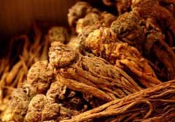 春天可以吃當(dāng)歸嗎？春天吃當(dāng)歸上火嗎？