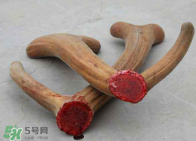 ?春天可以吃鹿茸嗎？鹿茸什么季節(jié)吃最合適？