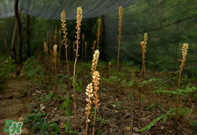 春天能吃天麻嗎？春天可以吃天麻嗎？