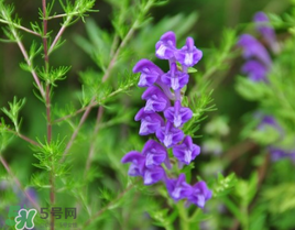 春天能吃丹參嗎？丹參什么人不能吃？