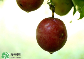 春天能吃百香果嗎？春天吃百香果好嗎？