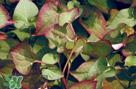 折耳根的功效與作用 折耳根有什么功效？