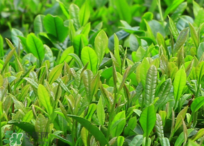 清明茶什么時(shí)候采？采清明茶什么時(shí)候結(jié)束？