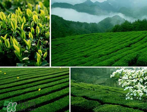 清明茶什么時(shí)候采？采清明茶什么時(shí)候結(jié)束？