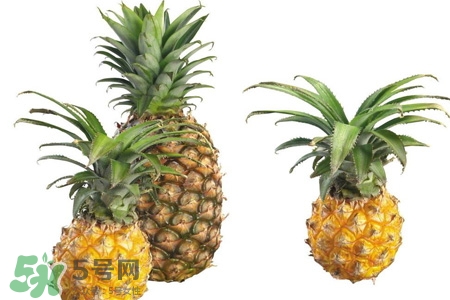 菠蘿可以吸甲醛嗎？菠蘿可以除甲醛嗎？