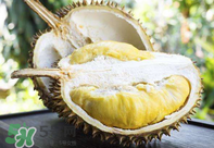 什么人不能吃榴蓮？榴蓮不適合什么人群吃？