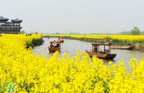 四月份還有油菜花嗎？4月份還有油菜花嗎？