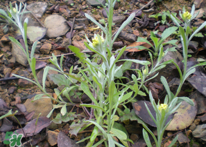 吃清明菜的好處 清明菜的功效與作用 吃清明菜的好處 清明菜的功效與作用