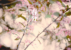 春分是春天的開始嗎？春分是春天來的意思嗎？