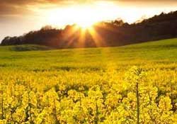 四月份還有油菜花嗎？4月份還有油菜花嗎？