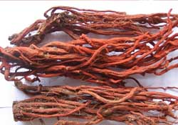 春天能吃丹參嗎？丹參什么人不能吃？