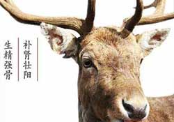 ?春天可以吃鹿茸嗎？鹿茸什么季節(jié)吃最合適？