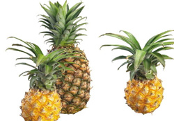 菠蘿可以吸甲醛嗎？菠蘿可以除甲醛嗎？