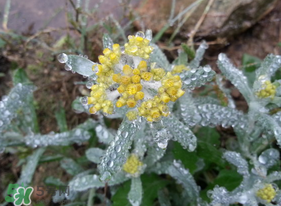 清明菜是什么菜？清明菜是艾草嗎？