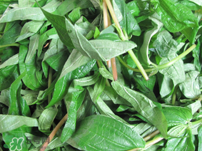 清明菜是什么菜？清明菜是艾草嗎？