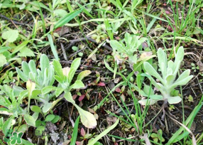 清明菜是什么菜？清明菜是艾草嗎？