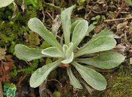 清明菜怎么做好吃？清明菜怎么做止咳？