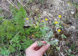 清明菜怎么做好吃？清明菜怎么做止咳？