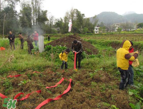 清明不過社是什么意思？清明不過社的社是哪天？