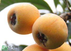 枇杷什么時候成熟？枇杷什么時候上市？