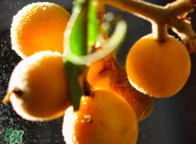 枇杷什么時候成熟？枇杷什么時候上市？