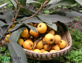 枇杷能放冰箱嗎？枇杷可以放冰箱保存嗎？