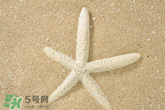 海星怎么吃？海星能吃嗎？