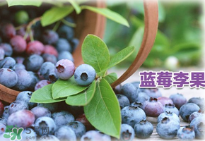 藍(lán)莓李果是假的嗎？火車上的藍(lán)莓李果是真的嗎？