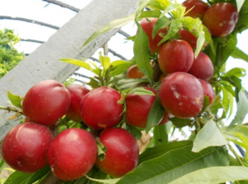 油桃什么時(shí)候上市？油桃最早的幾月份上市？