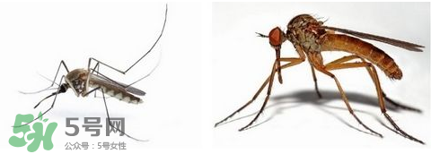 蚊蟲叮咬會傳播艾滋病嗎？蚊蟲會傳染乙肝嗎？