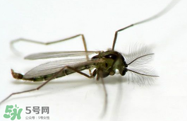 蚊蟲叮咬會傳播艾滋病嗎？蚊蟲會傳染乙肝嗎？