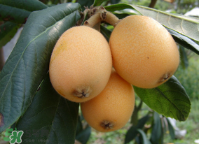 枇杷為什么酸？枇杷酸怎么辦？