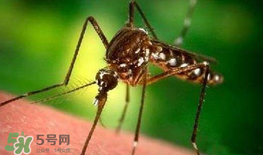 什么防蚊效果好？嬰兒用什么防蚊？