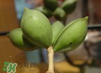 檳榔為什么會(huì)上癮？檳榔上癮怎么戒？