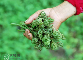 糖尿病能吃蕨菜嗎？糖尿病可以吃蕨菜嗎？