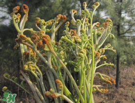 糖尿病能吃蕨菜嗎？糖尿病可以吃蕨菜嗎？