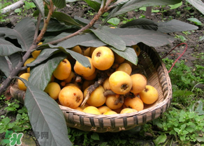 枇杷哪些人不能吃？哪些人不宜食用枇杷？