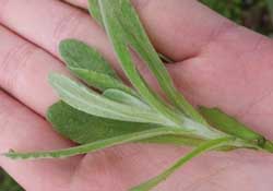 清明菜怎么做好吃？清明菜怎么做止咳？