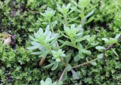 清明菜是什么菜？清明菜是艾草嗎？