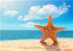 海星怎么吃？海星能吃嗎？