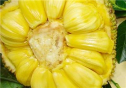 菠蘿蜜的營(yíng)養(yǎng)價(jià)值 吃菠蘿蜜有什么好處？