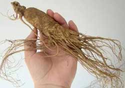 春天能吃高麗參嗎？春天可以喝高麗參湯嗎？