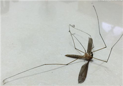 什么防蚊效果好？嬰兒用什么防蚊？