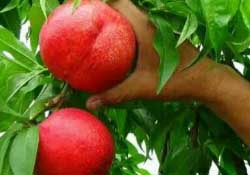 油桃什么時(shí)候上市？油桃最早的幾月份上市？