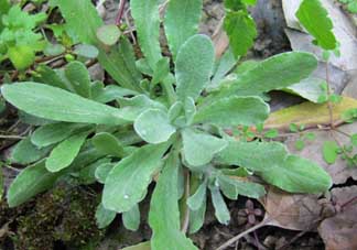 清明菜什么時候有？清明菜什么時候吃？