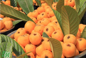 枇杷吃多了會(huì)怎樣？枇杷吃多了會(huì)上火嗎？