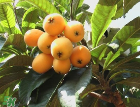 枇杷多少錢一斤？2017年枇杷多少錢一斤？