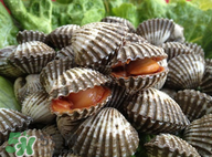 血蚶有寄生蟲嗎？血蚶有沒有寄生蟲？