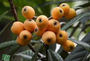 糖尿病能吃枇杷嗎？糖尿病人能吃枇杷嗎？