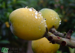 糖尿病能吃枇杷嗎？糖尿病人能吃枇杷嗎？